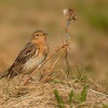 Linduska rudokrka - Anthus cervinus - Red-throated Pipit 1048